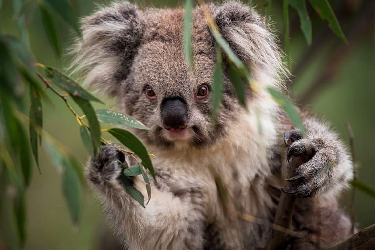 Koala perched on a tree branch surrounded by green leaves, looking directly at the camera.