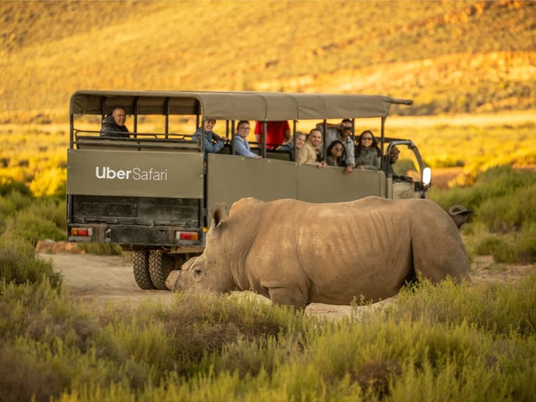 Uber Safari Experience launches in South Africa