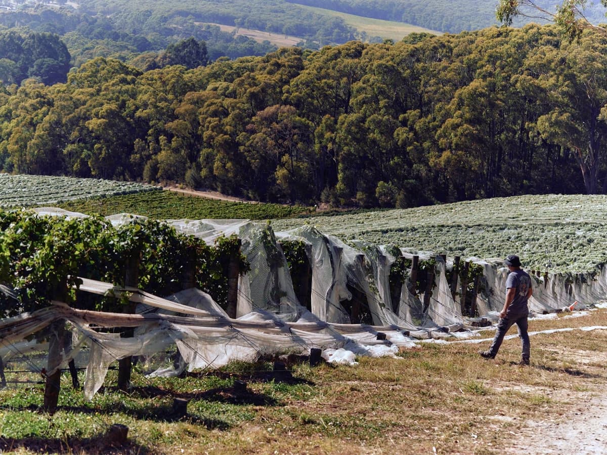 Best wineries in Victoria